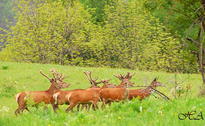 PASSIONE PER IL CERVO